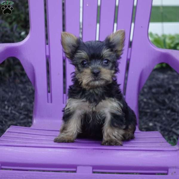Star, Yorkie Puppy